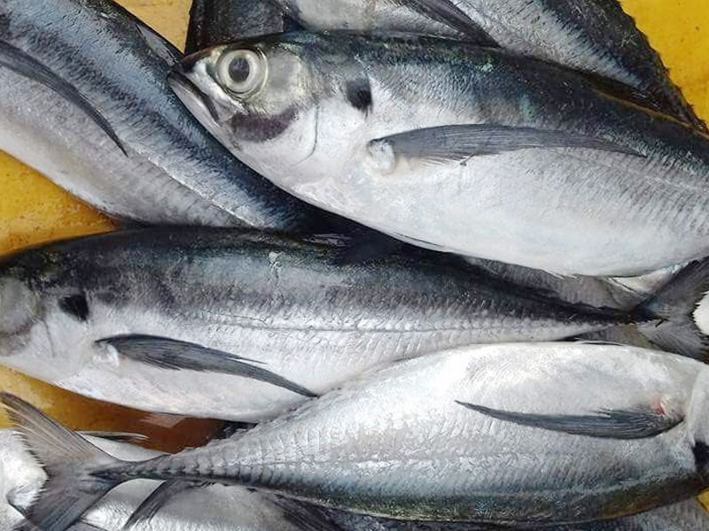 Bangda Mackerel Indian fish