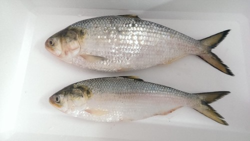 Hilsa Fish Bengali premium