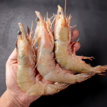 Fresh Prawns seafood Gujarat