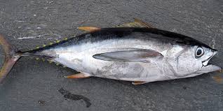 Fresh Tuna Fish lean protein
