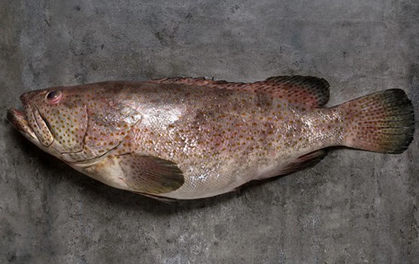 Vekhla Fish local favourite